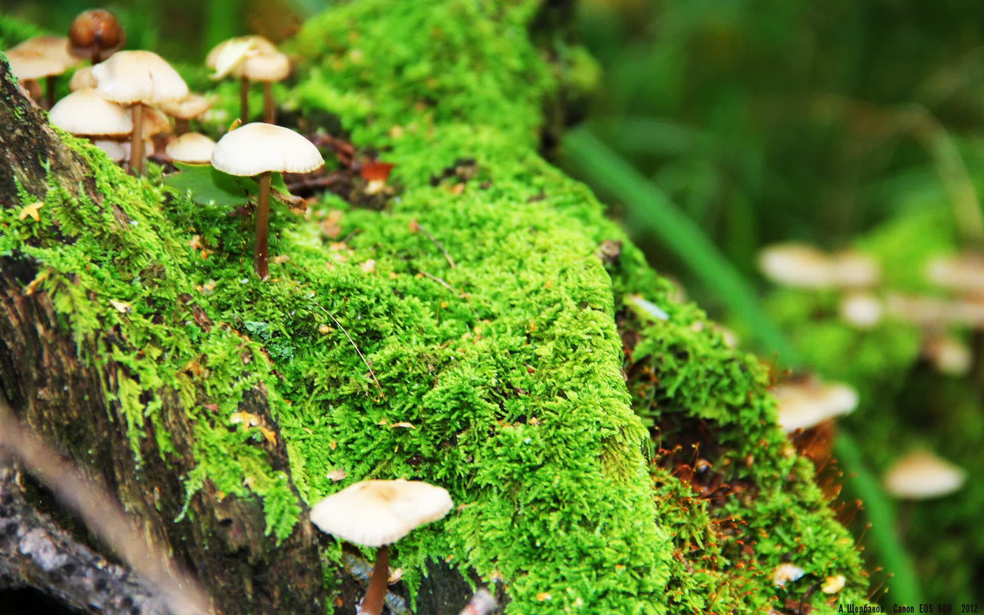 世界羽毛球超级赛：混双对抗吸引大量关注，羽毛球混双 世界排名